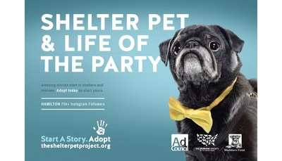 the shelter pet project near me