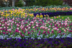 Dallas Arboretum Presents Dallas Blooms: Life's A Picnic