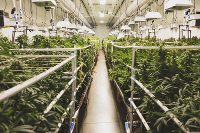 Indoor cannabis cultivation, abiding by ASTM International standard for clean facility using ProKure  cultivation product suite.