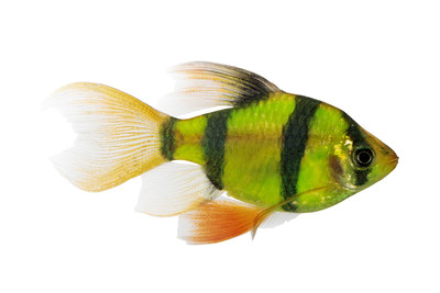 New GloFish® Electric Green® Long-Fin Barbs have vivid fluorescent color and bold stripes.