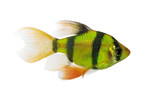 GloFish® Brand of Spectrum Brands Pet LLC Announces Electric Green® Long-Fin Barbs