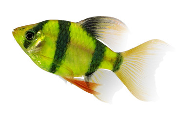 New GloFish® Electric Green® Long-Fin Barbs have vivid fluorescent color and bold stripes.