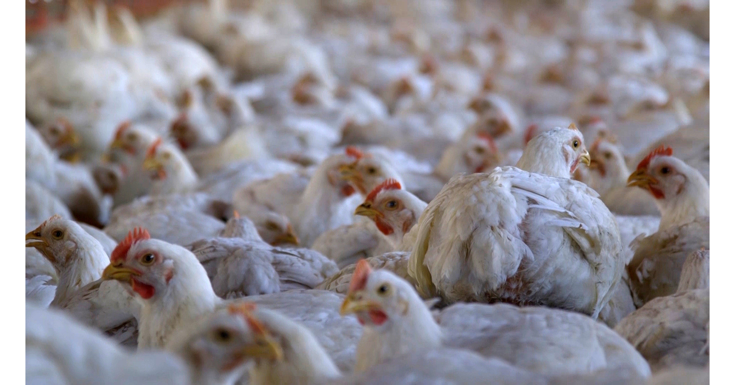 Fast Food Chains Lack Commitment on Chicken Welfare