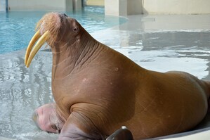 Marineland Mourns The Passing Of Zeus The Walrus