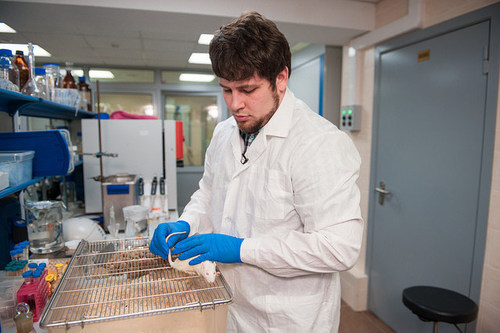 One of the project developers, PhD Maxim Abakumov, in the laboratory of NUST MISIS (PRNewsfoto/NUST MISIS)