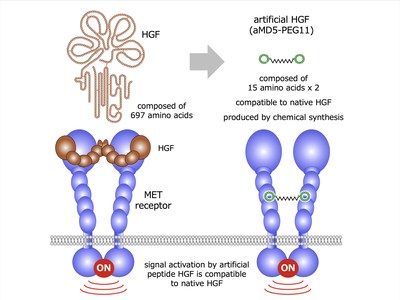 HGF (Hepatocyte Growth Factor) is a bioactive protein which exerts biological activities through the binding and activation of the MET transmembrane receptor. (PRNewsFoto/Kanazawa University)