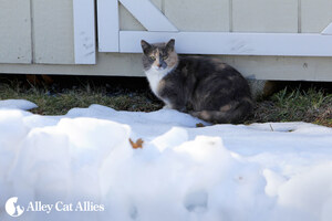 Polar Vortex Tips For Outdoor Cats