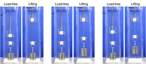 This image depicts the process in which double-network hydrogels were stretched, leading to the strengthening of the material. (Gong J. P. et al., Mechanoresponsive self-growing hydrogels inspired by muscle training, Science, February 1, 2019) (PRNewsfoto/Hokkaido University)