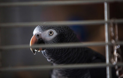 Exotic pets are big business. Fueled by the increasing demand and huge profits, animals are being stolen from their natural habitats or bred in inhumane conditions to be sold as exotic pets. The African Grey Parrot is among the most popular bird species kept as pets. (CNW Group/World Animal Protection)