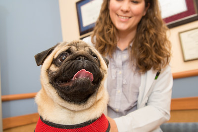 Dr. Melanie Puchot of the NorthStar VETS Internal Medicine team examining a patient.