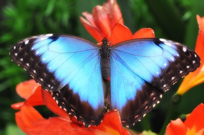 Papillons en libert 2019 - Une histoire exceptionnelle o l'volution se pare de ses plus beaux atours (Groupe CNW/Espace pour la vie)
