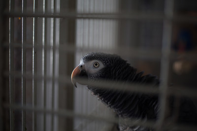 An African grey parrot kept as a pet. (c) World Animal Protection