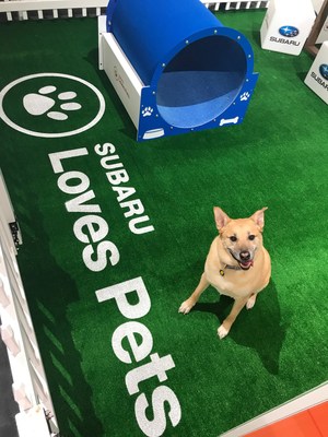 Subaru Partners with ALIVE Rescue and Hopeful Tails Animal Rescue to Host Pet Adoption Event Inside Booth at the 2019 Chicago Auto Show