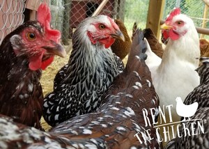 Rent The Chicken Expands to Connecticut!