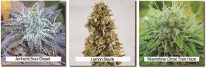 Liht Cannabis Corp. Begins Perpetual Harvest in Las Vegas, Nevada