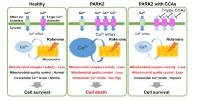 Dysregulation of the T-type calcium channels leads to cell death in the PARK2 cells exposed to rotenone. Calcium channel antagonists (CCAs) protected the PARK2 cells against cell death, by blocking this channel. (PRNewsfoto/KING SKYFRONT)