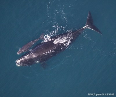 Clearwater Marine Aquarium merges with renowned research group Sea to Shore Alliance to protect manatees, sea turtles, and North Atlantic right whales. Photo of right whales taken under NOAA permit #15488.