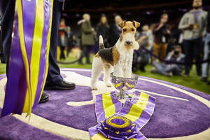 And The Winner Is… The Wire Fox Terrier!