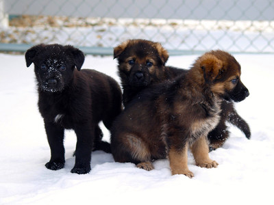 Three German Shepherd puppies in the snow. (CNW Group/Royal Canadian Mounted Police)