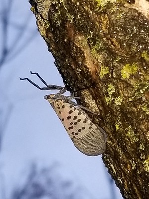 Spotted Lanternfly