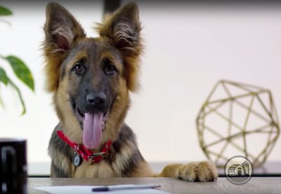 Redbarn's Filled Bone video featuring a German Shepherd puppy visiting an office for the first time.