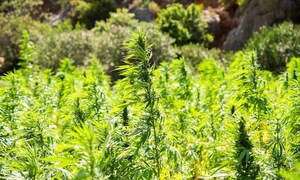 History in the Making: Hemp Growers in Arizona at Forefront of the Next Generation Cash Crop