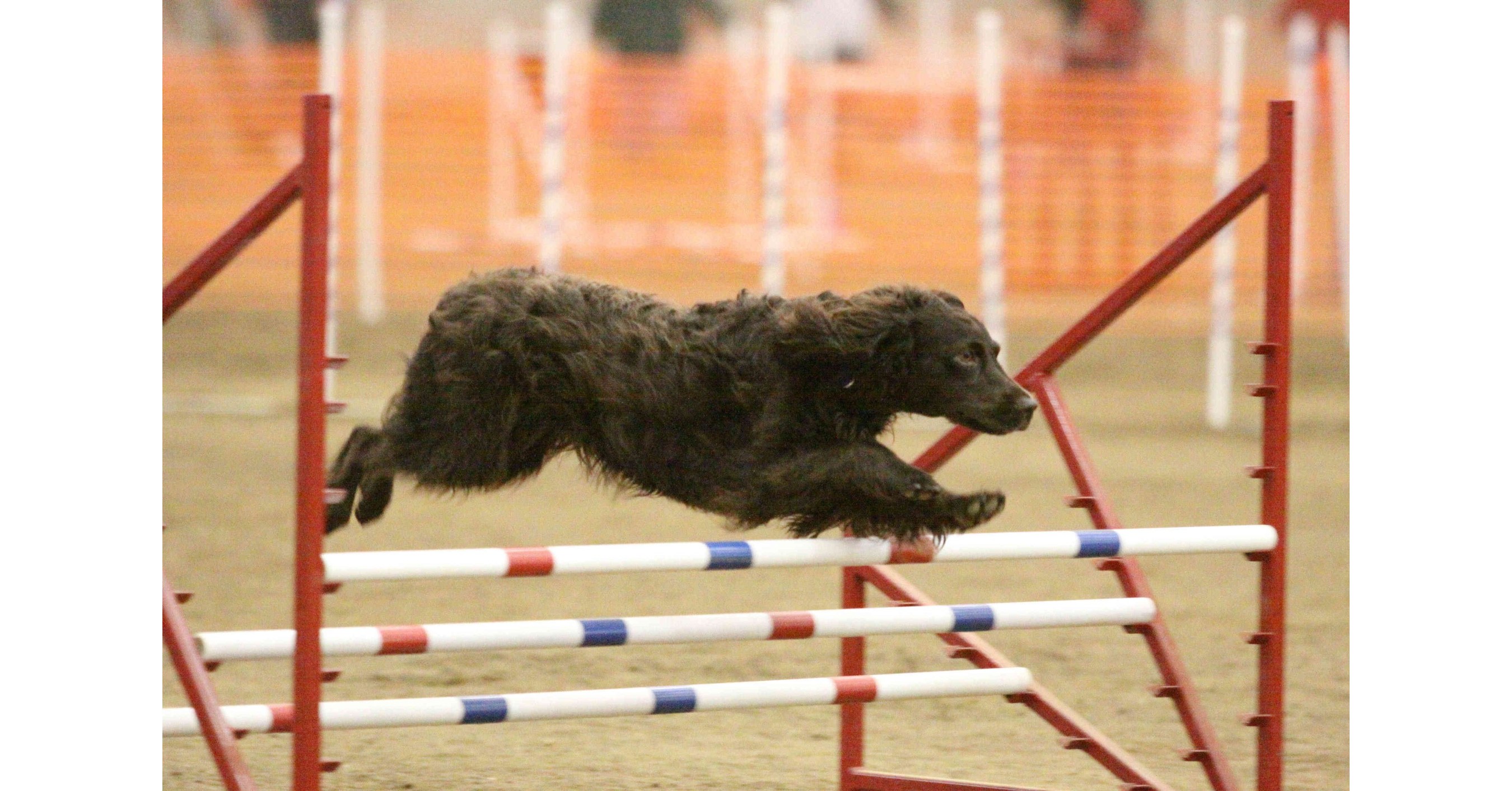 american zuchon kennel club