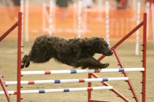 The American Kennel Club Joins With EEM World To Host The AKC Agility Premier Cup Presented By EEM