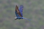 Loro Parque Foundation Achieves the Reintroduction in Brazil of Six Lear's Macaw Parrots in Danger of Extinction