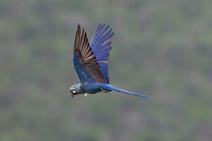 Loro Parque Foundation Achieves the Reintroduction in Brazil of Six Lear's Macaw Parrots in Danger of Extinction