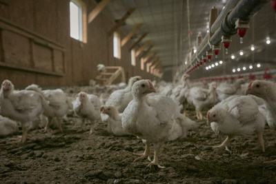 Perdue chickens in barn with windows.