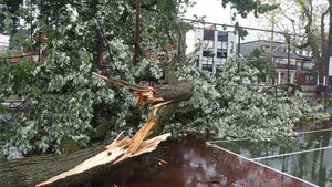 New York Long Island Tree Service, a Pioneer in Tree Servicing, is Removing Trees Knocked Down by Strong Winds in Long Island