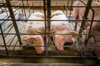 Animal welfare is seemingly not a priority for some global food companies indicates international report