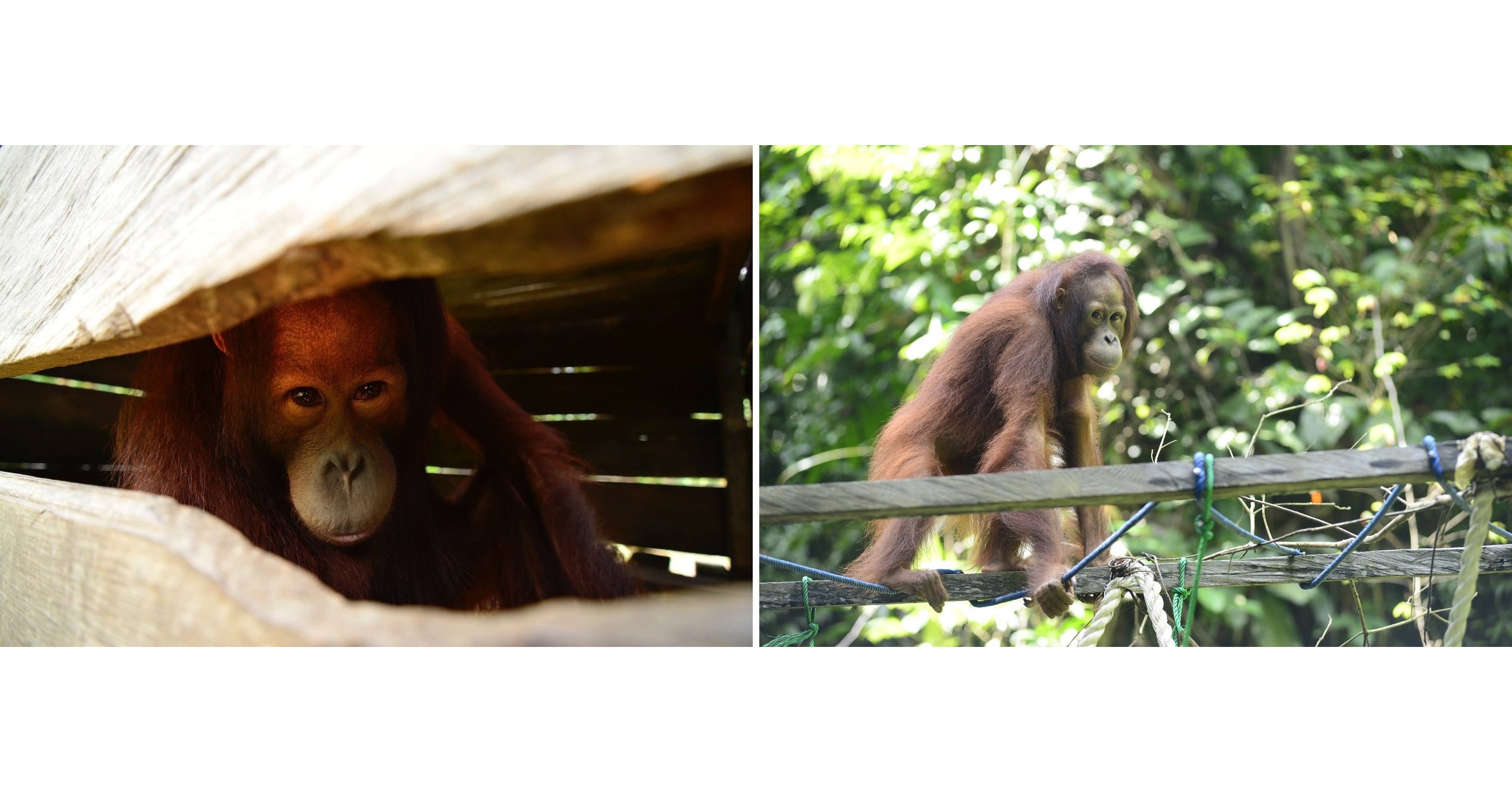 The Orangutan Project  Looks to U S Donors to Help Save 