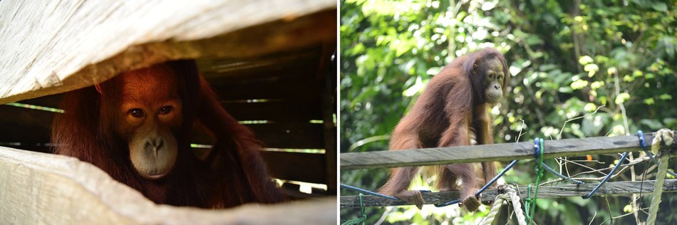 Berani, a male Borneo orangutan, was malnourished, dehydrated and found cramped in a small, dark crate (left); he was rescued by The Orangutan Project partners at Centre for Orangutan Protection from a Kalimantan village in October 2018, and was sent directly to the COP Borneo Rescue Centre, where he received urgent medical care and is now attending forest school rehabilitation to prepare him for eventual release into protected habitat (right).