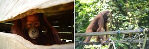 The Orangutan Project Looks to U.S. Donors to Help Save Victims of Borneo Deforestation Crisis