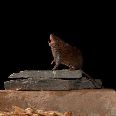 Singing mice provide good model for the study of how the brain achieves conversation.