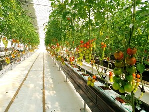 HanaroFarm Succeeds in Developing a Novel Technology of Cultivating Special Crops with Selenium