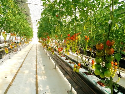 Selenium tomatoes