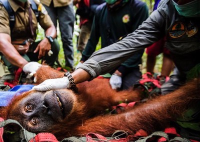"Most recently, during a life-changing trip to Borneo and Sumatra while filming my new documentary 'We Are One,' we successfully rescued an orangutan that was four months pregnant with the help of The Orangutan Information Center from a palm oil/rubber plantation." - Photo and Quote by Katie Cleary