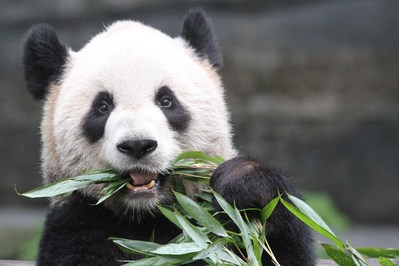 Calgary Zoo Panda: Er Shun (CNW Group/Calgary Zoo)