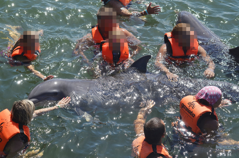Captive marine mammals traded and exploited for tourist entertainment