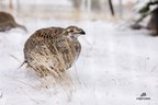 Historic release bolsters one of Canada's most endangered birds