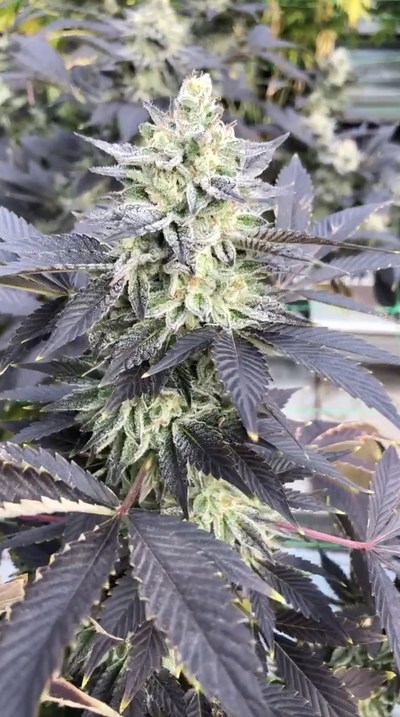 Cannabis flower at 3 Boys Farm, Florida (CNW Group/SOL Global Investments Corp.)