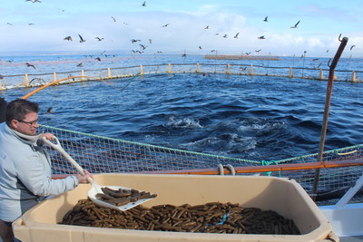 Tim Scates, an Illinois Soybean Association (ISA) leader and soybean producer from Carmi, Illinois, feeds a soy-based formulation to ranched tuna near the Coronado Islands of Mexico during ISA trials. This trial demonstrated the viability of sustainable, renewable feed in high-value tuna production.