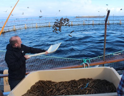 Tim Kurt, D.V.M., Ph.D., scientific program director for Foundation for Food and Agriculture Research (FFAR), observed a soy-based tuna feed trial funded by the Illinois Soybean Association (ISA) checkoff program in January 2018. This trial, held off the Coronado Islands of Mexico, reinforced the value of coupling sustainable feed and hatchery technology for tuna production.