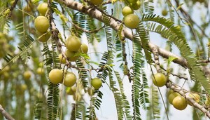 Study Confirms Beneficial Effect of Tri-Low® Full Spectrum Amla Extract Upon Dyslipidemia