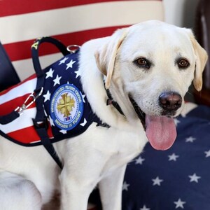 Sully The Service Dog Honored With 2019 AKC Paw of Courage(SM)