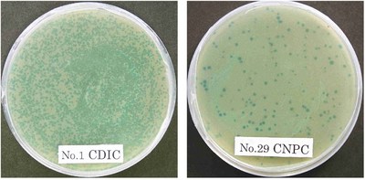 DsbA [CDIC] could generate many more viral plaques (green dots) compared to another DsbA mutant (right) (PRNewsfoto/Okayama University)
