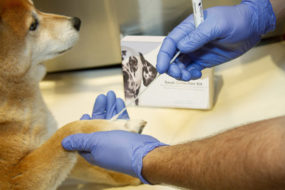 The MiDOG® All-in-One Microbial Test for canines detects all bacteria, fungi, and antibiotic resistance in all types of samples, allowing veterinarians a more accurate diagnosis and treatment options.